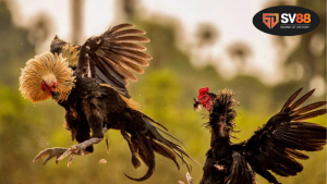 Phim đá gà - Bí quyết để thắng lớn qua từng trận đấu 9 Tại sao nên xem phim đá gà chuẩn cá cược?
